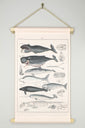  Deko Natur Wale Fauna Stoffposter Vintagebild Bild Wanddeko