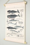 Vintage Rollkarte „Wale“